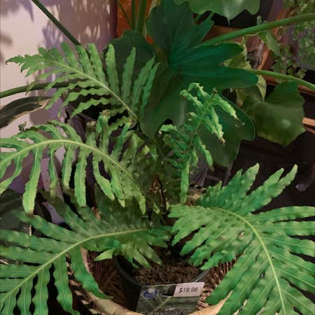 Photo of the plant species Common Tree Fern by @StellarBonsai named Floof on Greg, the plant care app