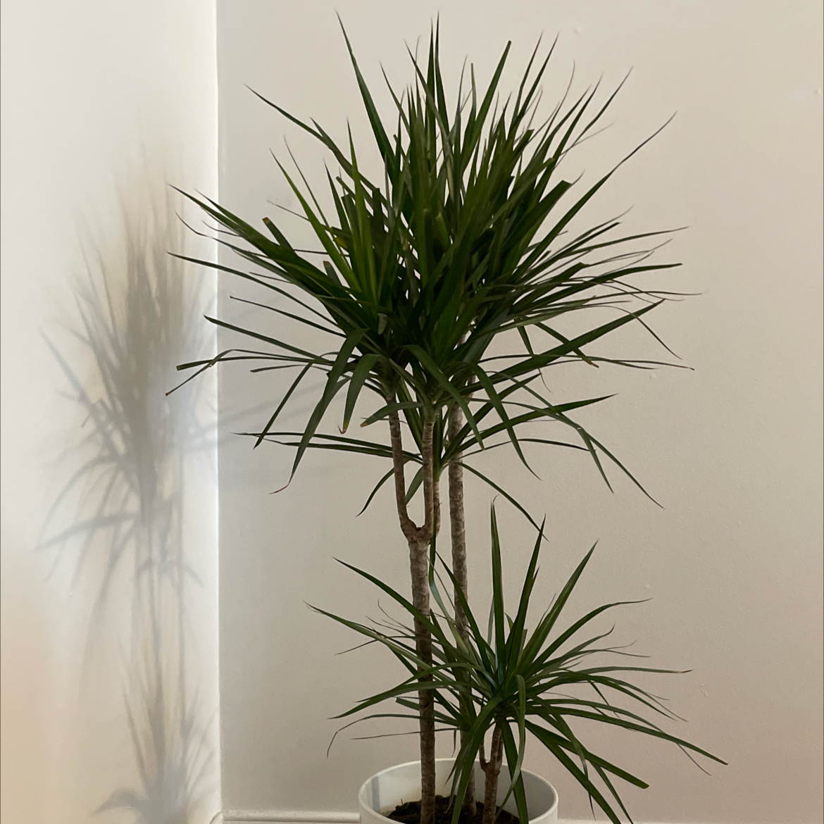 Open Weave Dragon Tree in a white pot against a plain background.