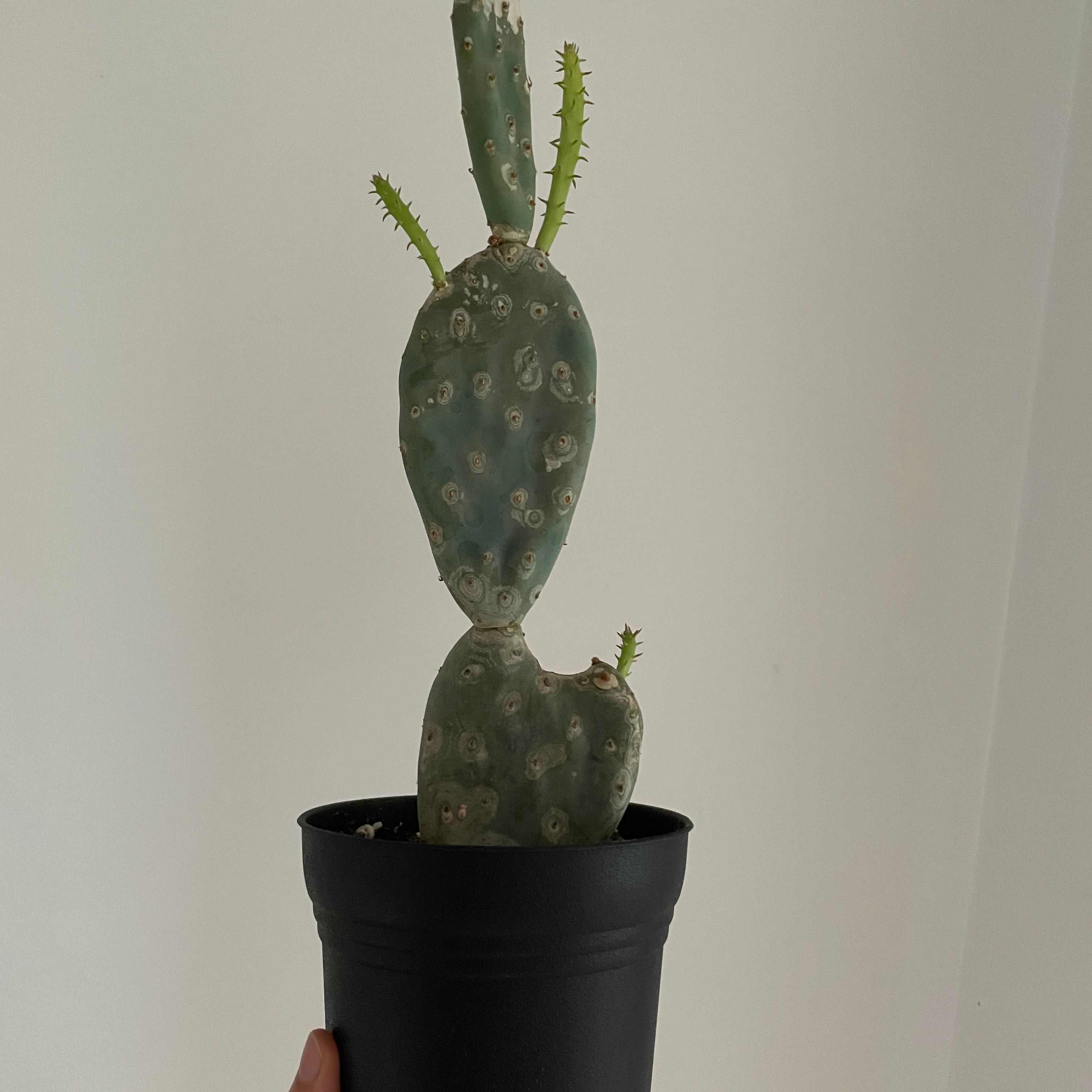 Bakersfield Beavertail Cactus in a black pot, held by a hand.