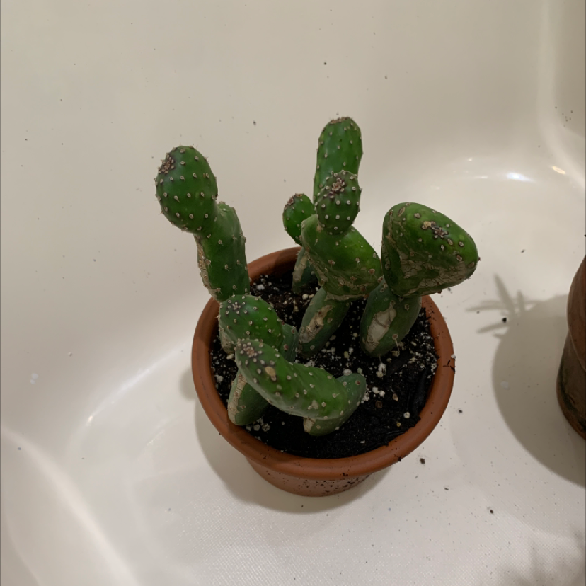 🌵 How To Prune Drooping Prickly Pear