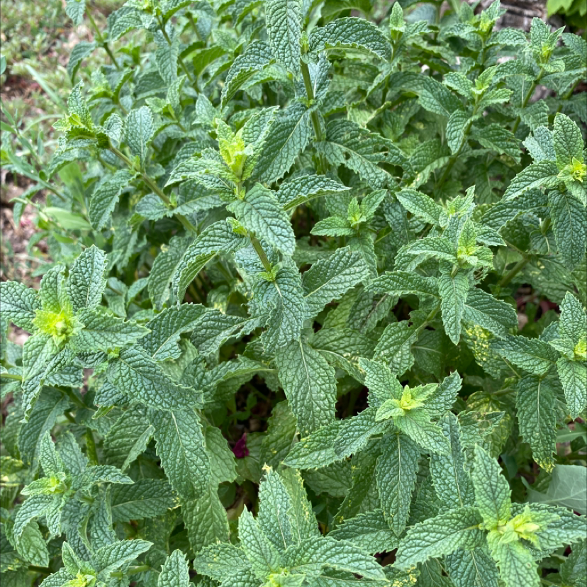 Dense cluster of healthy Horse Mint plants with textured green leaves.