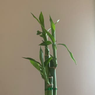 Lucky Bamboo plant in Coon Rapids, Minnesota