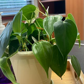 Heartleaf Philodendron plant in Coon Rapids, Minnesota