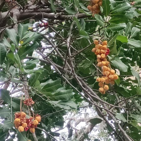 Photo of the plant species Tuckeroo by Copiousendive named Tree in Fl on Greg, the plant care app
