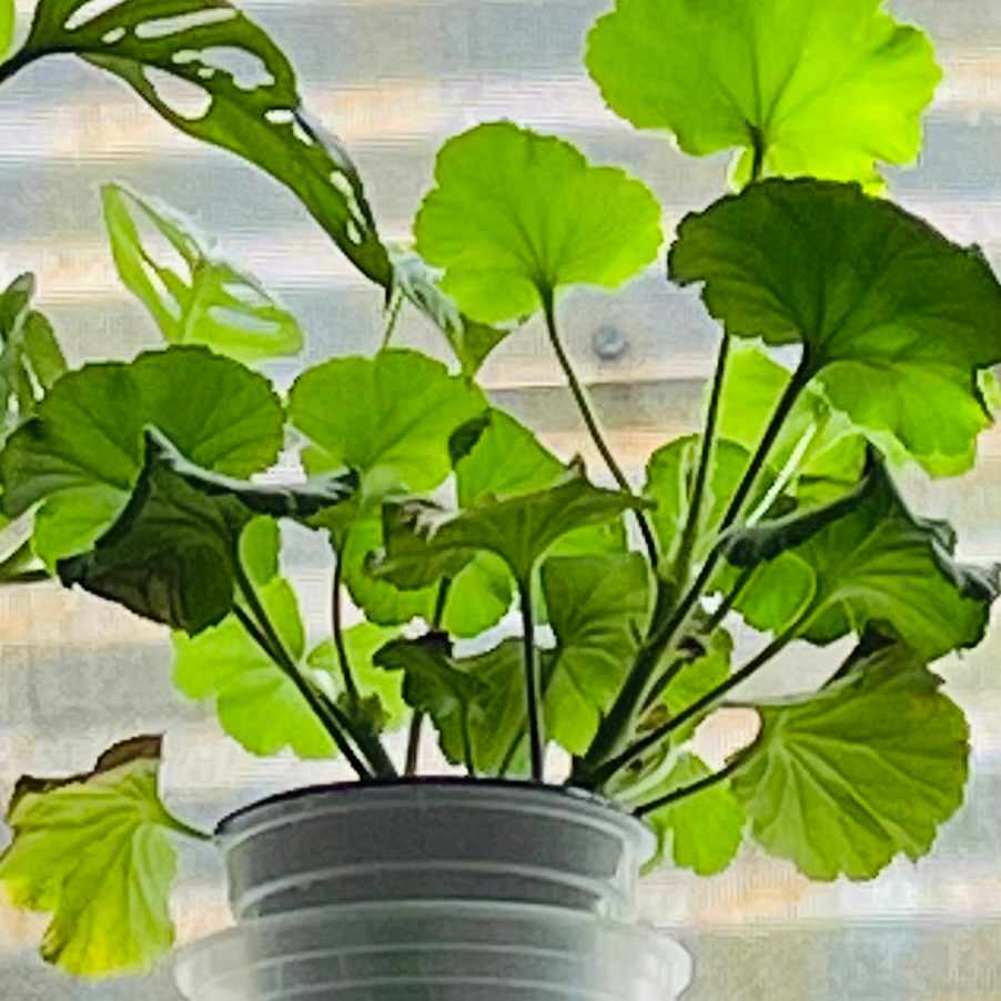 Photo of the plant species Zonale Geranium by @ExclusivePandan named Nemo on Greg, the plant care app