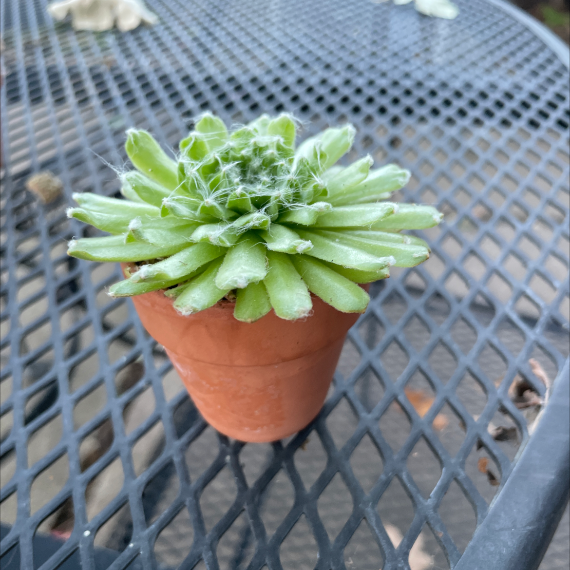 Photo of the plant species Pineapple Succulent by @Plantgoddess356 named Apollo on Greg, the plant care app