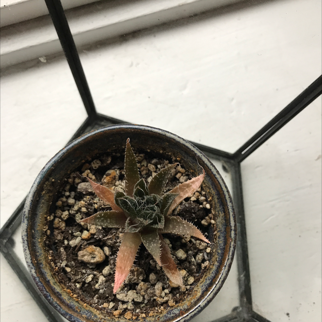 Potted Broad-Leaved Aloe plant with visible soil and leaf discoloration.
