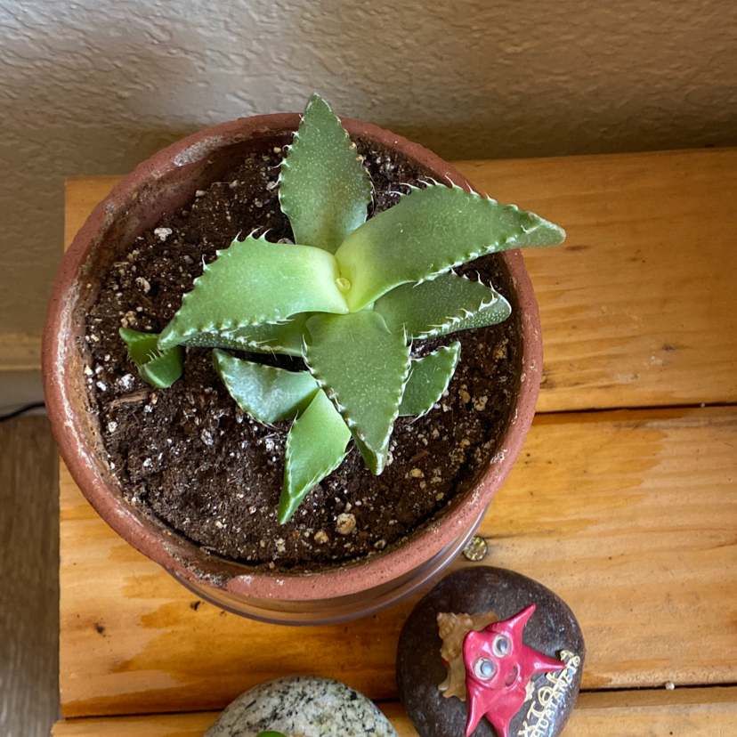 Potted Parry's Agave plant on a wooden surface, appearing healthy.