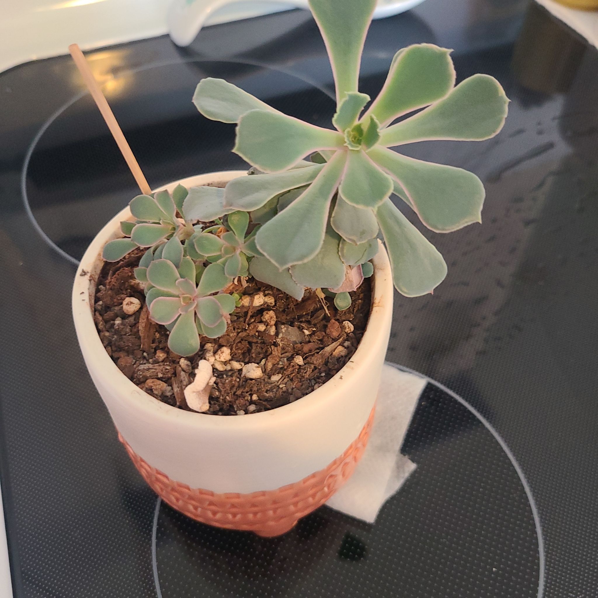 Potted Echeveria 'Neon Breakers' succulent with healthy green leaves.