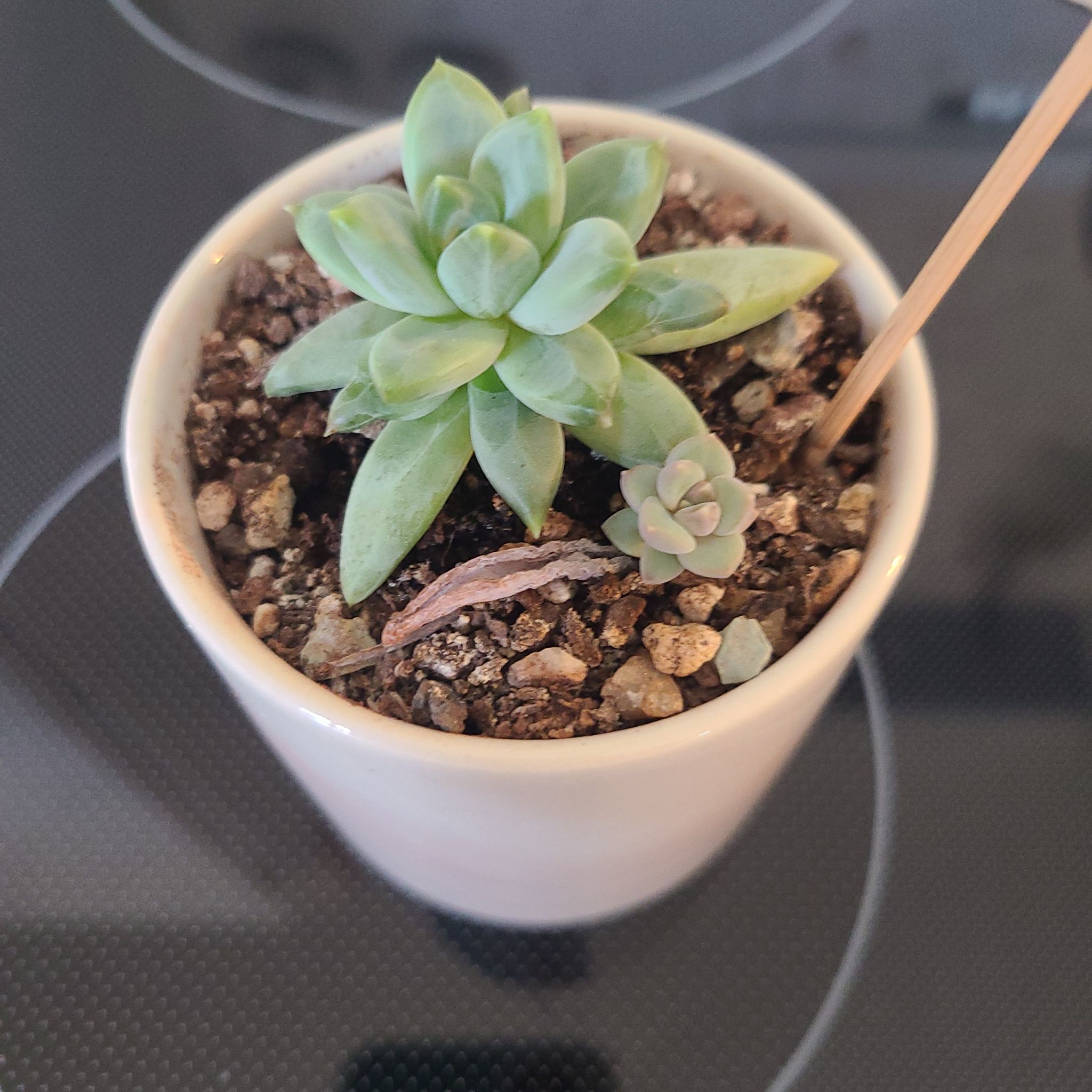 Little Jewel succulent in a small pot with visible soil, appears healthy.