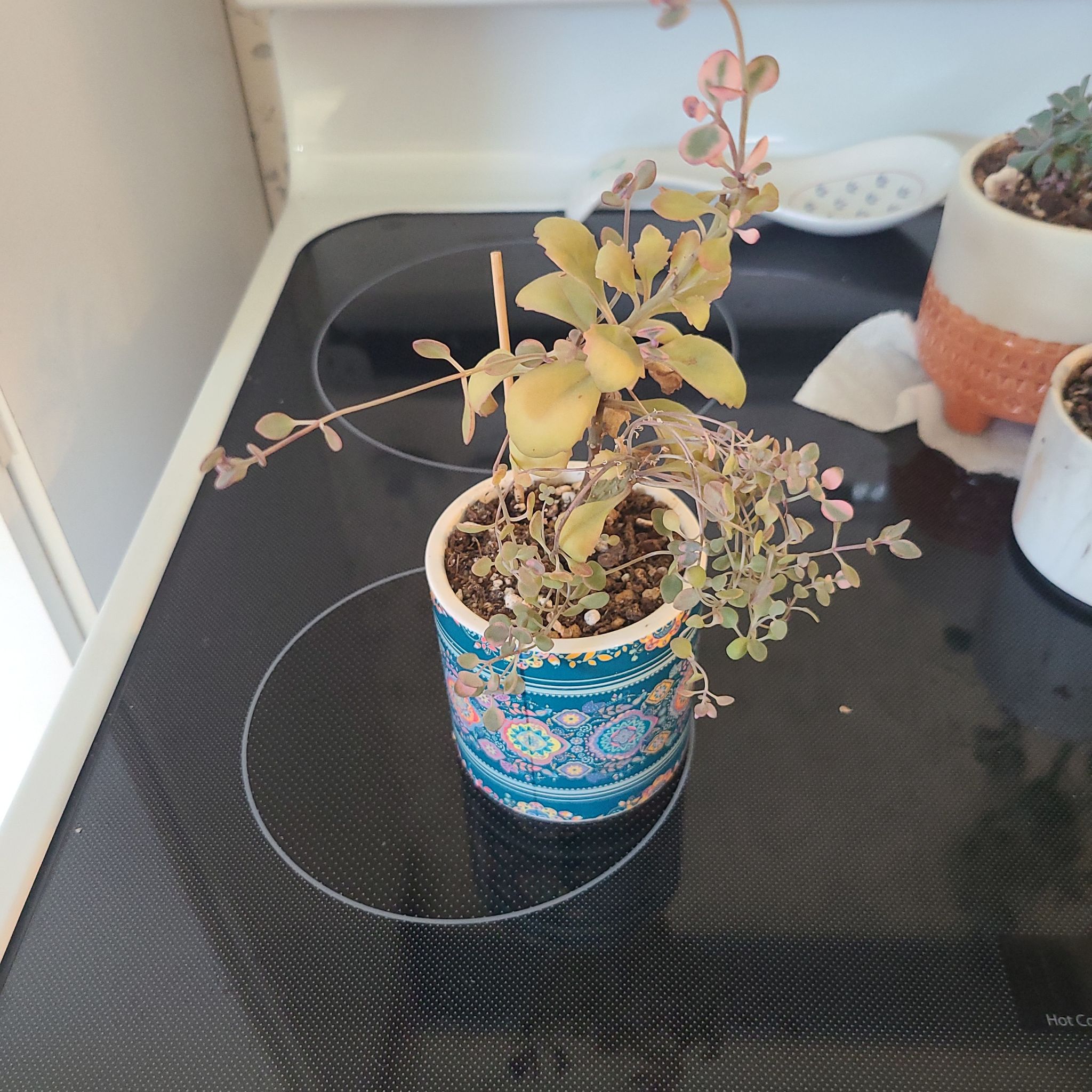 Photo of the plant species Dream Dazzler Stonecrop by @HayleyJo named Sedum Dream Dazzler on Greg, the plant care app