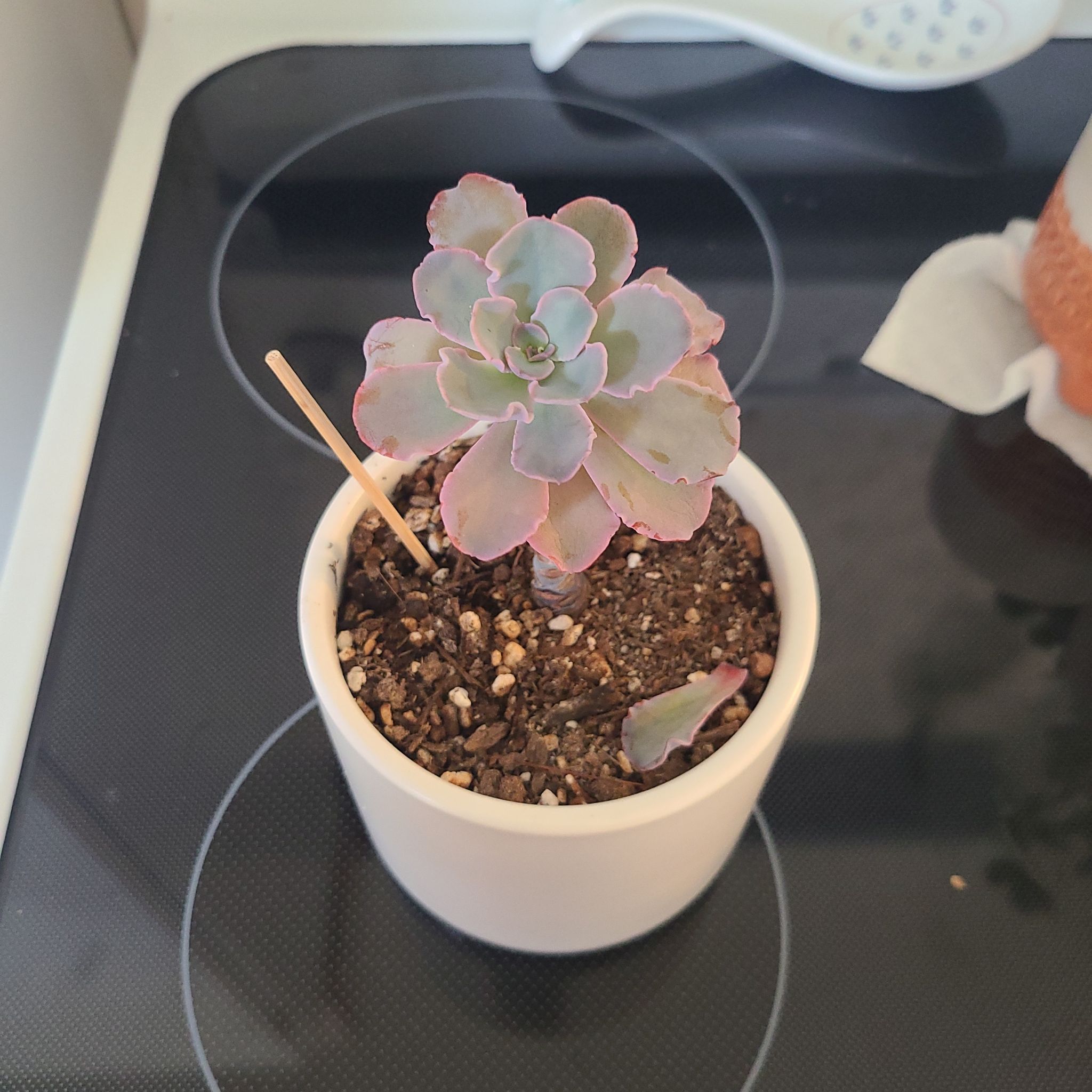 Photo of the plant species Echeveria 'Crinoline Ruffles' by @HayleyJo named Echeveria Crinoline Ruffles on Greg, the plant care app
