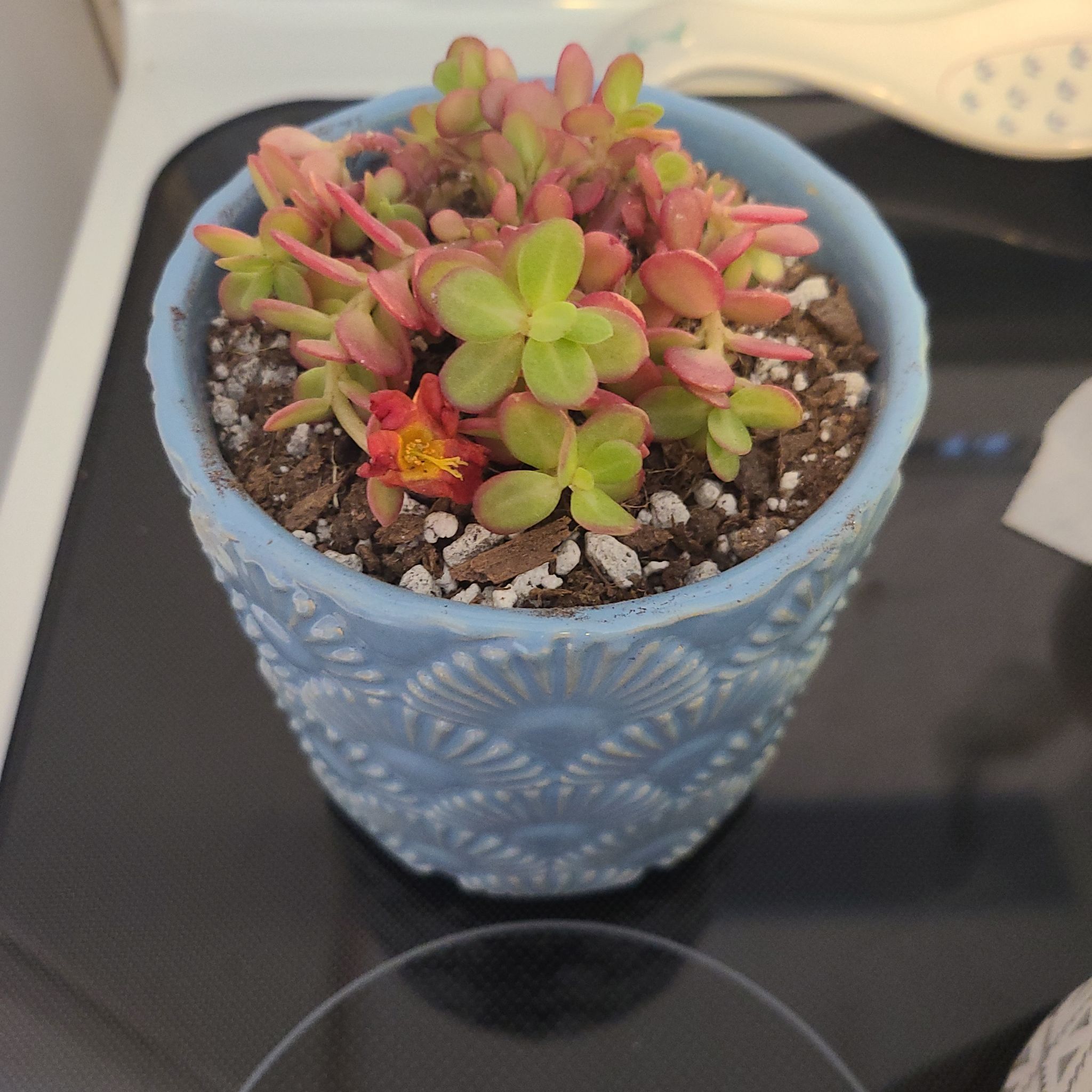 Photo of the plant species portulacaria by @HayleyJo named Pink Portulacaria Hybrid on Greg, the plant care app