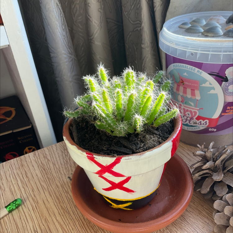 Potted Lady-Finger Hedgehog Cactus with green stems and white spines in a decorated pot.