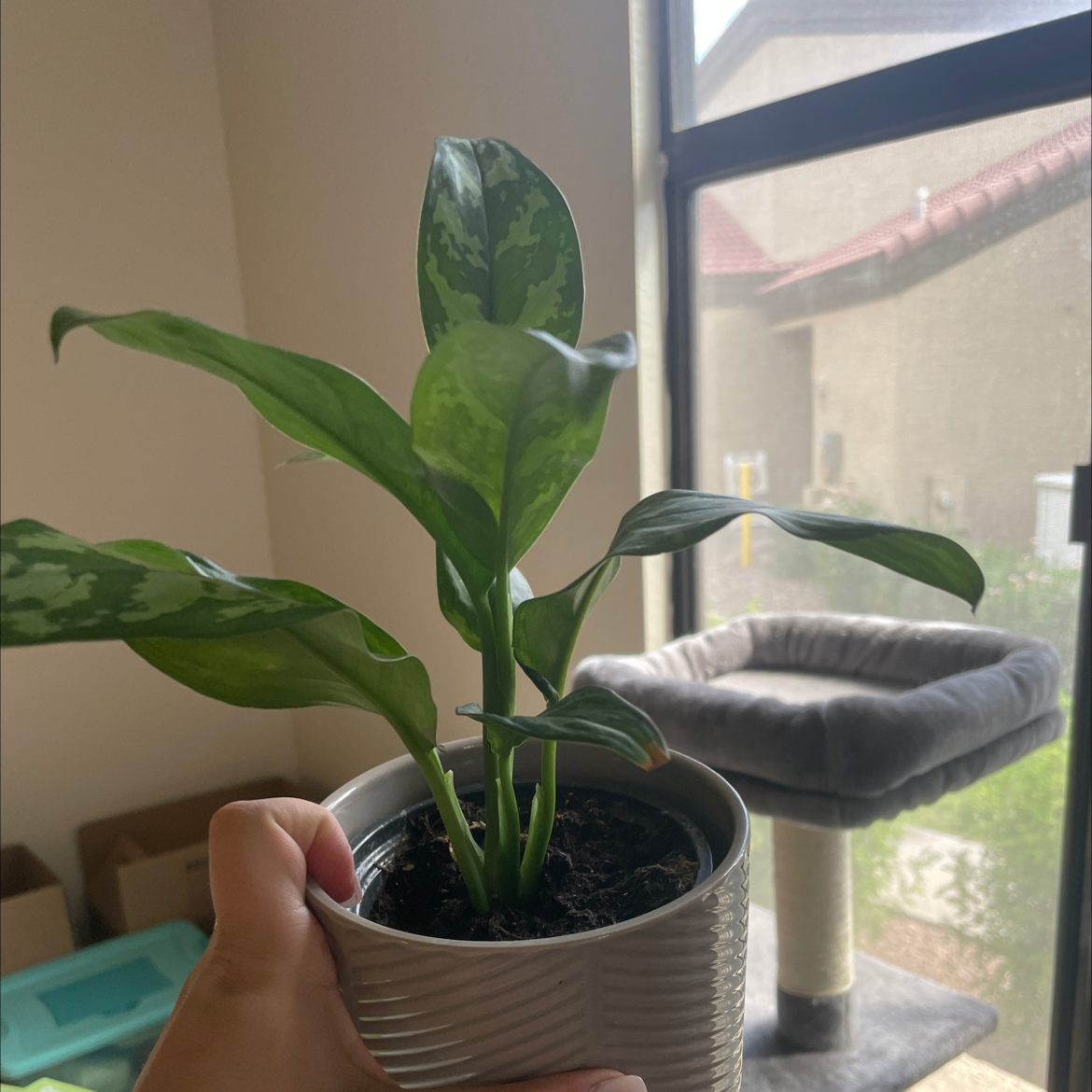Aglaonema 'Emerald Beauty' plant in a pot, held by a hand near a window.