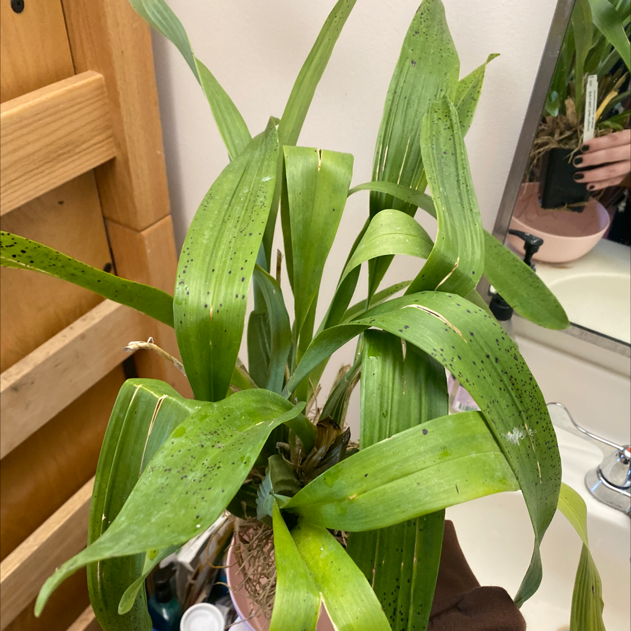 Dancing-Lady Orchid with green leaves and visible black spots, held by a hand.