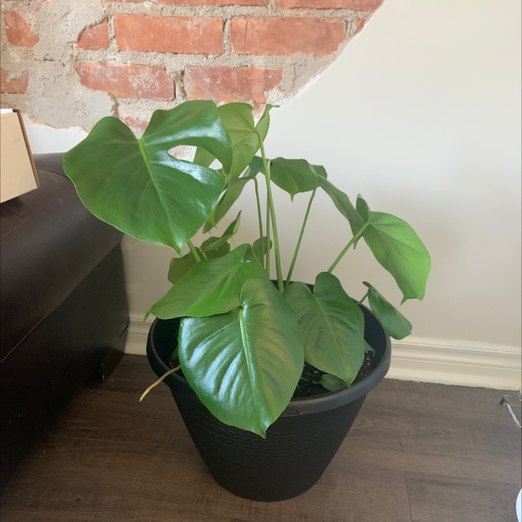 Monstera plant photo by @Andresthecreative named Mony on Greg, the plant care app.