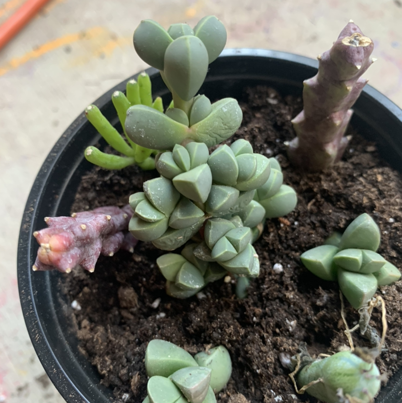 Ice plant plant photo by @Keyshaj named Elina on Greg, the plant care app.