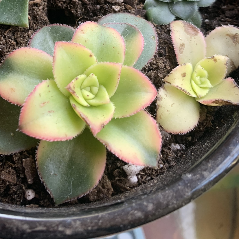 Aeonium 'Sunburst' plant photo by @Keyshaj named Queen on Greg, the plant care app.