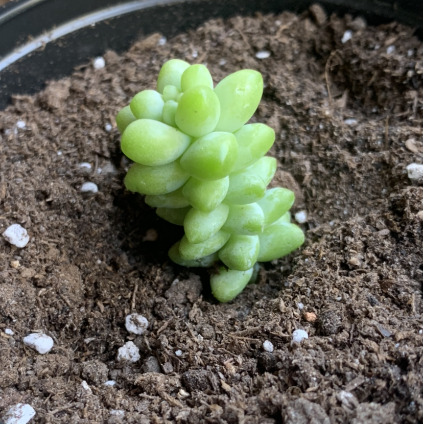 Burro's Tail plant photo by @Keyshaj named Eddie on Greg, the plant care app.