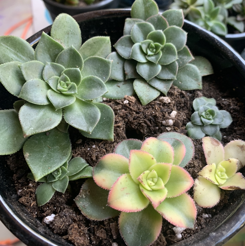 Haworth's Aeonium plant photo by @Keyshaj named LiloStitch on Greg, the plant care app.
