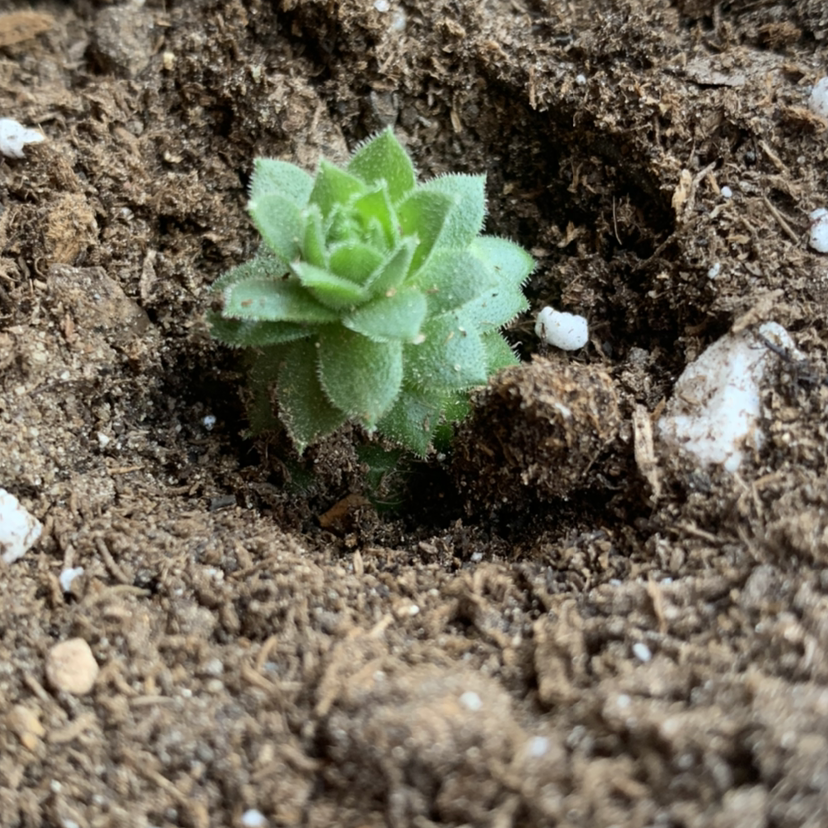 Hens and Chicks plant photo by @Keyshaj named Bruce Lee on Greg, the plant care app.