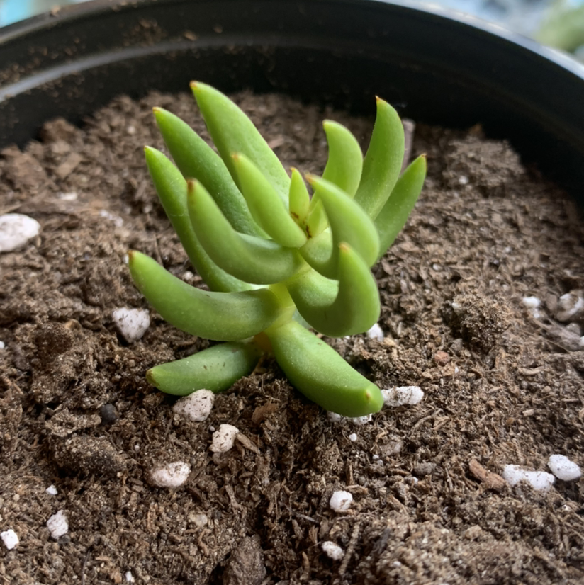 Miniature Pine Tree plant photo by @Keyshaj named Navajo on Greg, the plant care app.