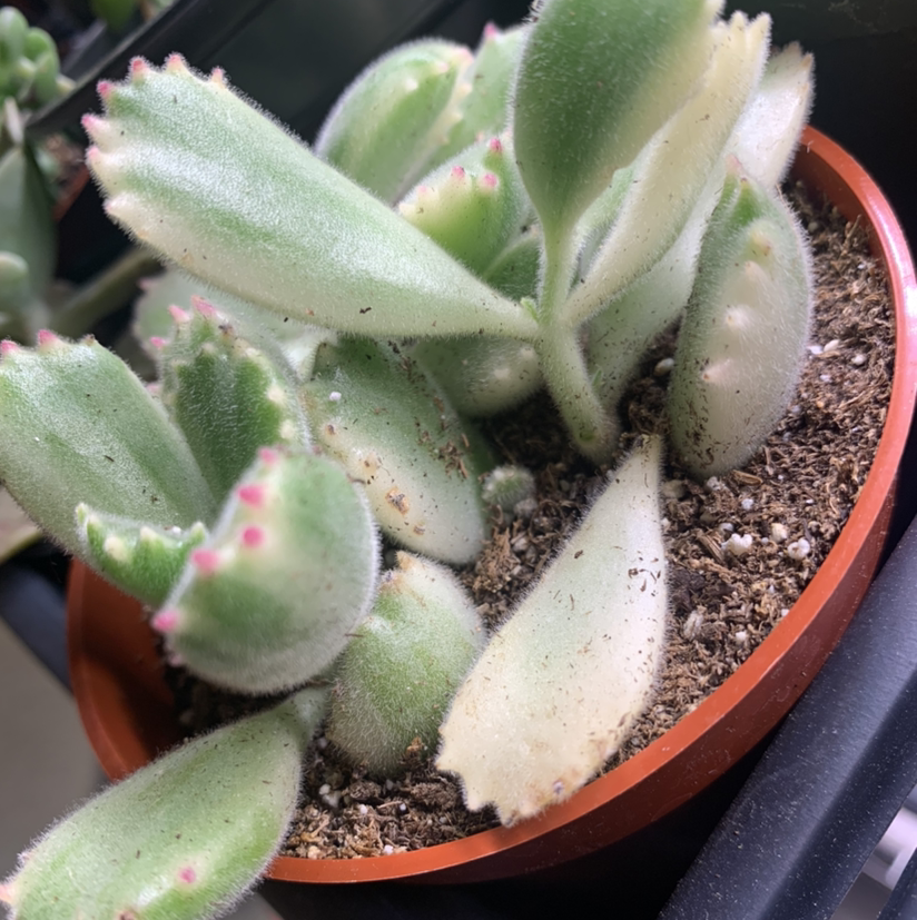 Bear's Paw plant photo by @Keyshaj named Sahara on Greg, the plant care app.