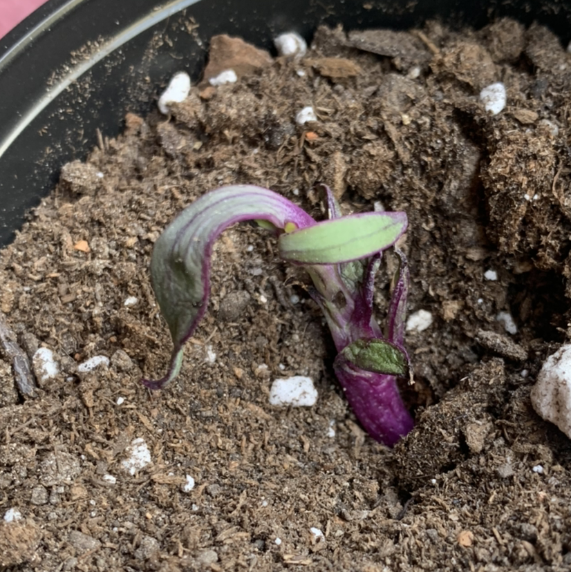 Vertical Leaf Senecio plant photo by @Keyshaj named Morgan Treeman on Greg, the plant care app.