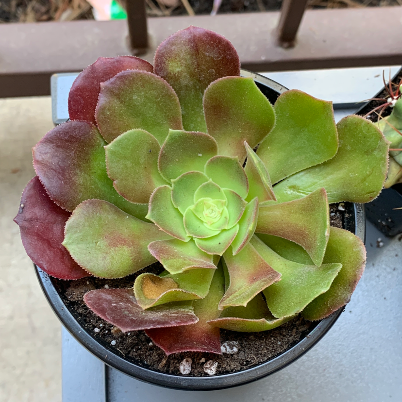 Aeonium Arboreum plant photo by @Keyshaj named Harmony on Greg, the plant care app.
