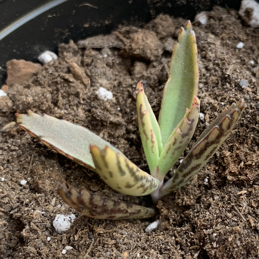 Mother of Thousands plant photo by @Keyshaj named Mollie on Greg, the plant care app.