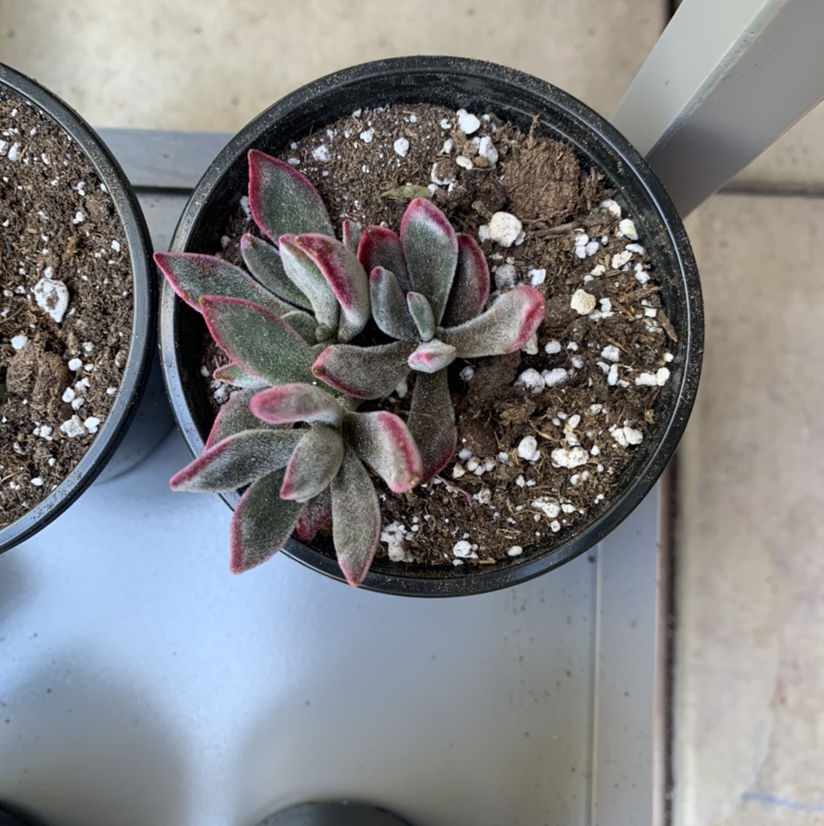 Plush Plant plant photo by @Keyshaj named Dorothy on Greg, the plant care app.