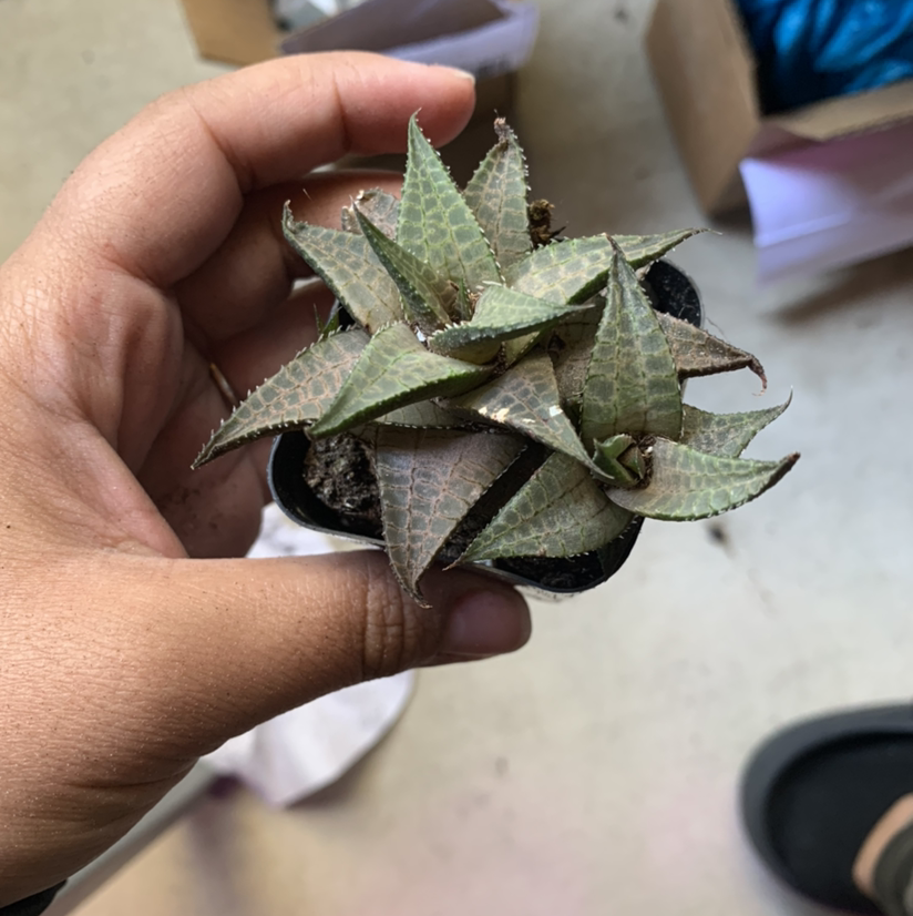 Veined Haworthia plant photo by @Keyshaj named Steve and Bindi on Greg, the plant care app.