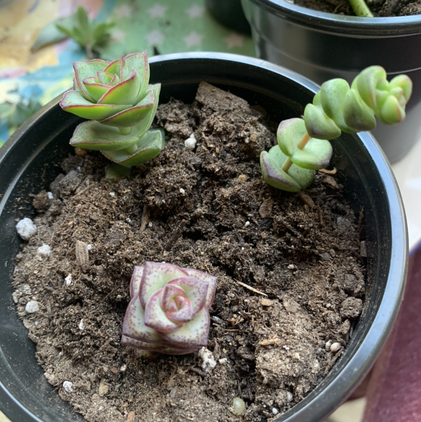 String of Buttons plant photo by @Keyshaj named TLC on Greg, the plant care app.
