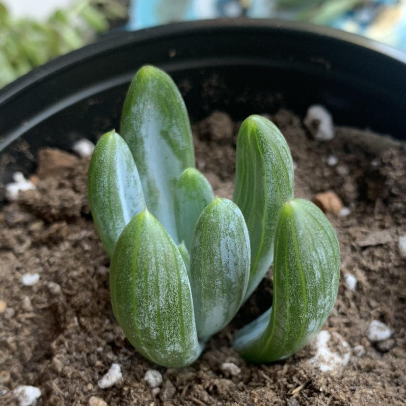 Blue Chalksticks plant photo by @Keyshaj named Rosa on Greg, the plant care app.