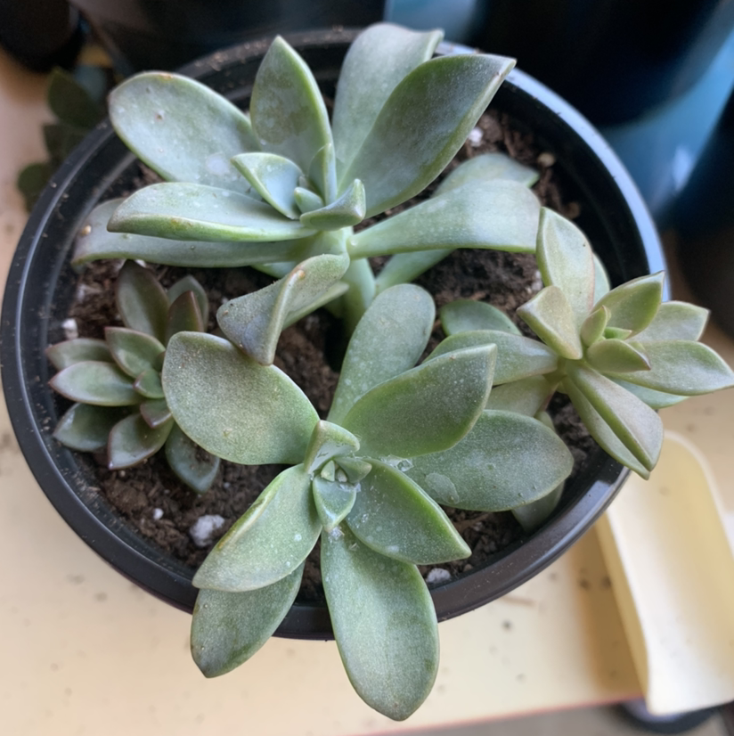 Ghost Plant plant photo by @Keyshaj named Drake on Greg, the plant care app.