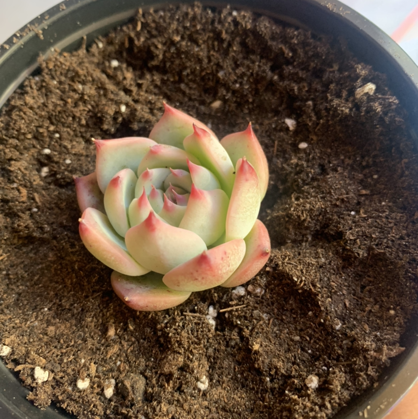 Echeveria colorata plant photo by @Keyshaj named PYT on Greg, the plant care app.