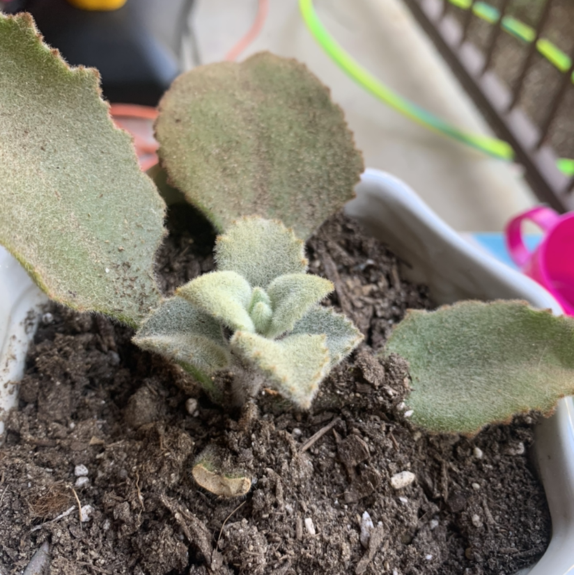 Felt Bush plant photo by @Keyshaj named Kobe on Greg, the plant care app.