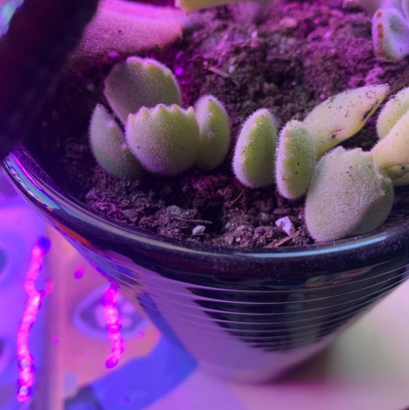 Bear's Paw plant photo by @Keyshaj named Yogi on Greg, the plant care app.