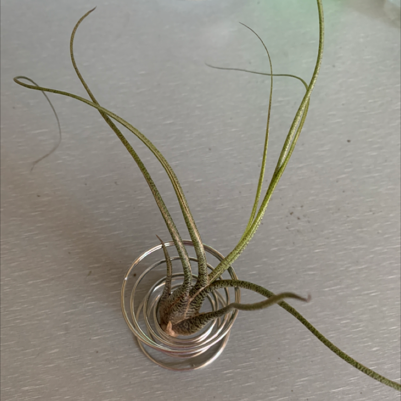 Medusa Head Air Plant plant photo by @Keyshaj named Xena on Greg, the plant care app.