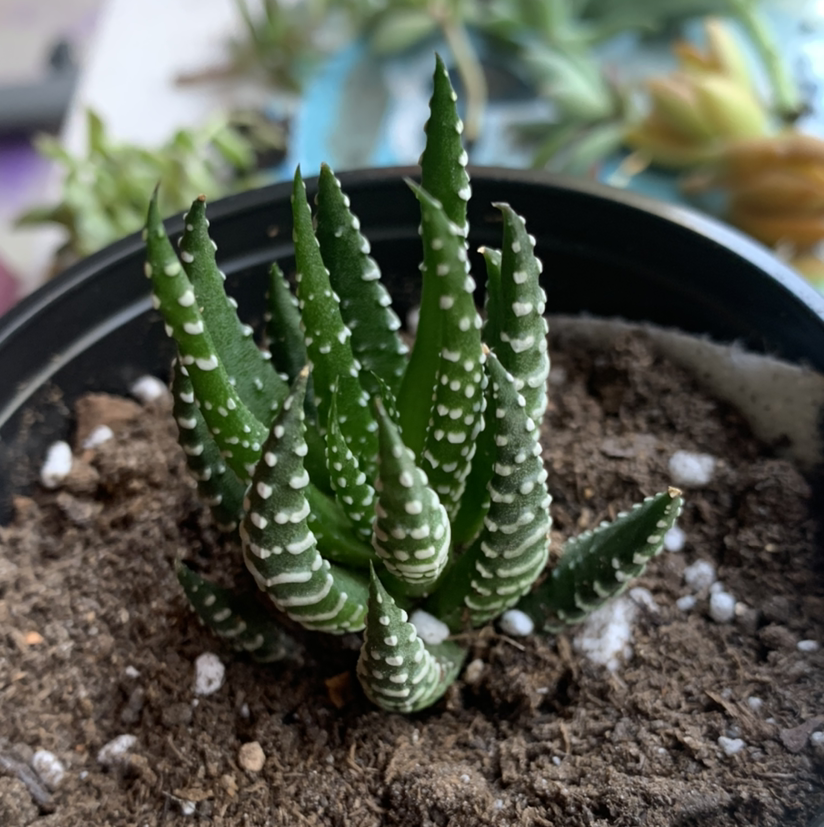Zebra Plant plant photo by @Keyshaj named Tupot amaroot on Greg, the plant care app.