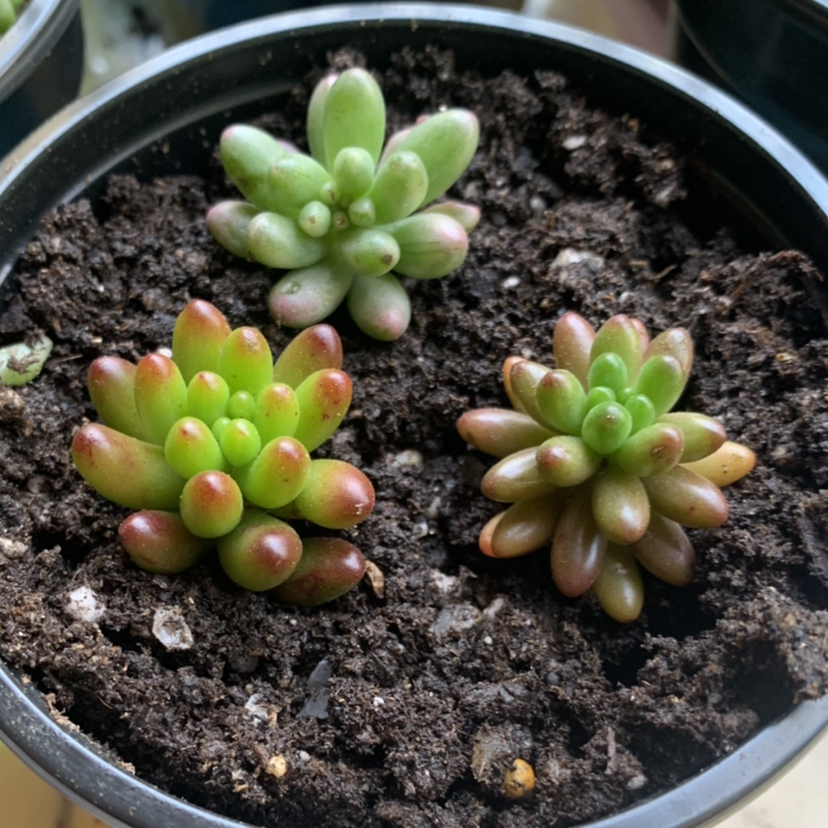 Jelly Bean Plant plant photo by @Keyshaj named Powerpuff Girls on Greg, the plant care app.