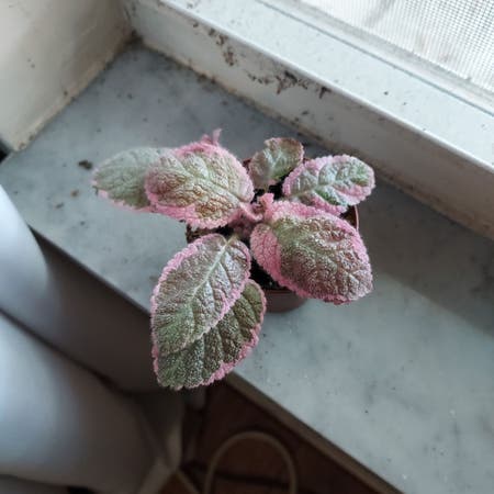 Photo of the plant species Episcia 'Pink Dreams' by Equippedfilbert named Kendall on Greg, the plant care app