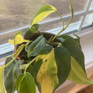 Heartleaf Philodendron plant in Quincy, Michigan