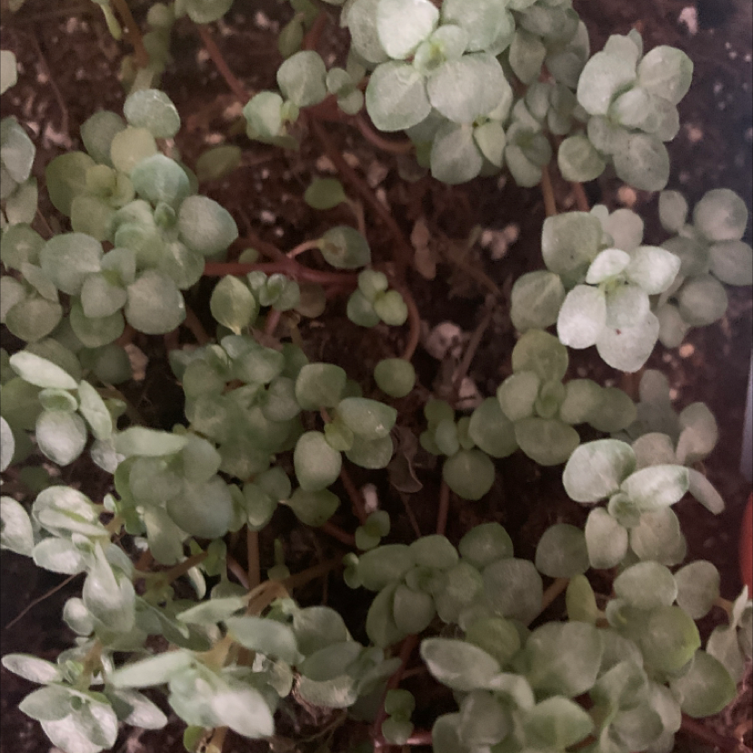 Pilea 'Aquamarine' plant with small, rounded leaves and visible soil.
