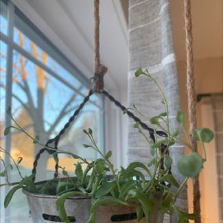 String of Dolphins plant in Quincy, Michigan