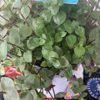 Creeping Inch Plant plant in Quincy, Michigan