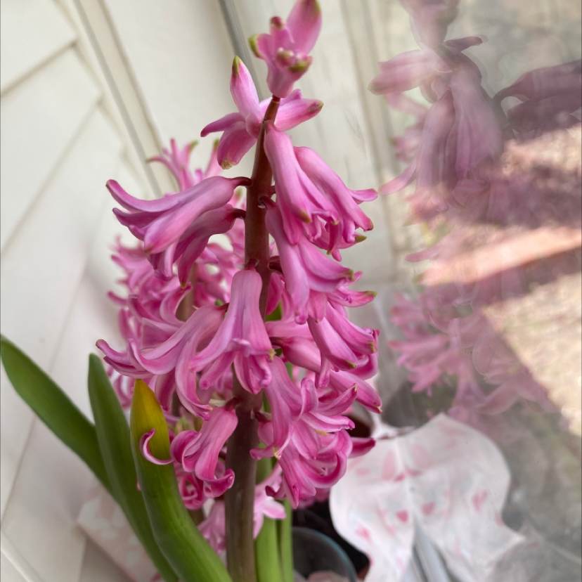 Garden Hyacinth with vibrant pink flowers, well-framed and in focus.