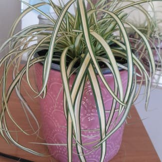 Spider Plant plant in Somerset, England