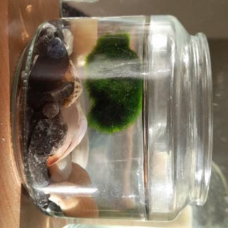Marimo plant in Somerset, England
